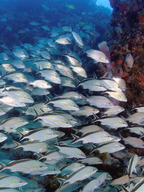Dive With South Florida Diving Headquarters